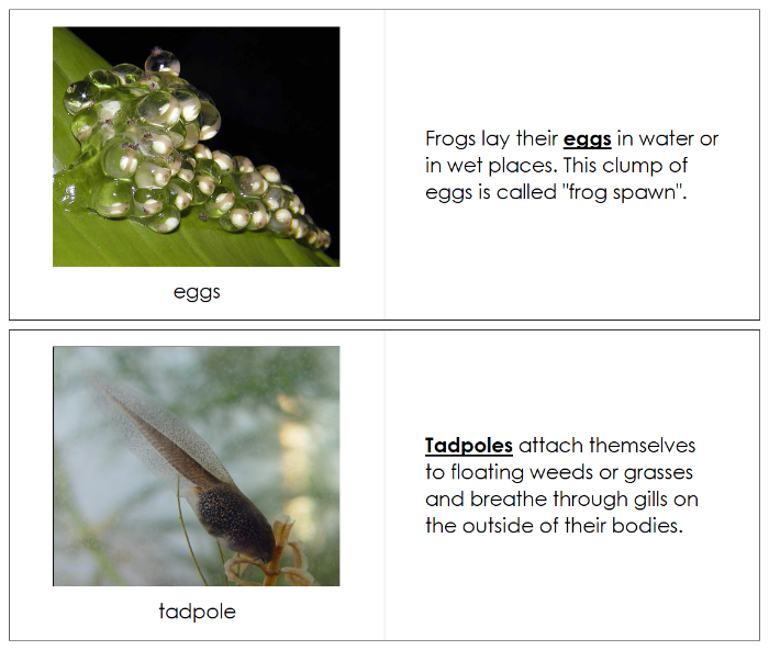 Frog Life Cycle Nomenclature Book - Montessori Print Shop Digital Download