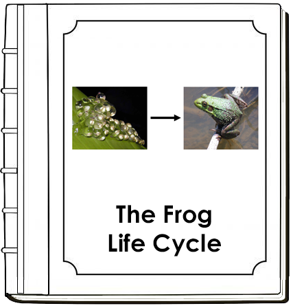 Frog Life Cycle Nomenclature Book - Montessori Print Shop Digital Download