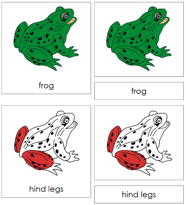 Montessori Frog Nomenclature Definition Set by Montessori Print Shop