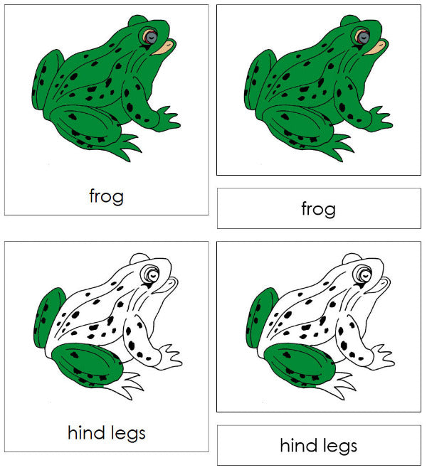 Parts of a Frog 3-Part Nomenclature Cards by Montessori Print Shop