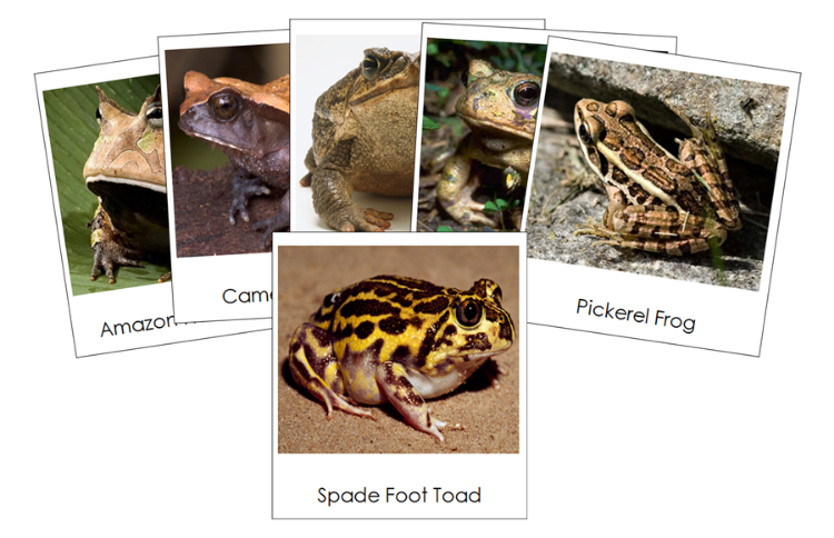 Types of Frogs & Toads Classified Cards - Montessori Print Shop Digital Download
