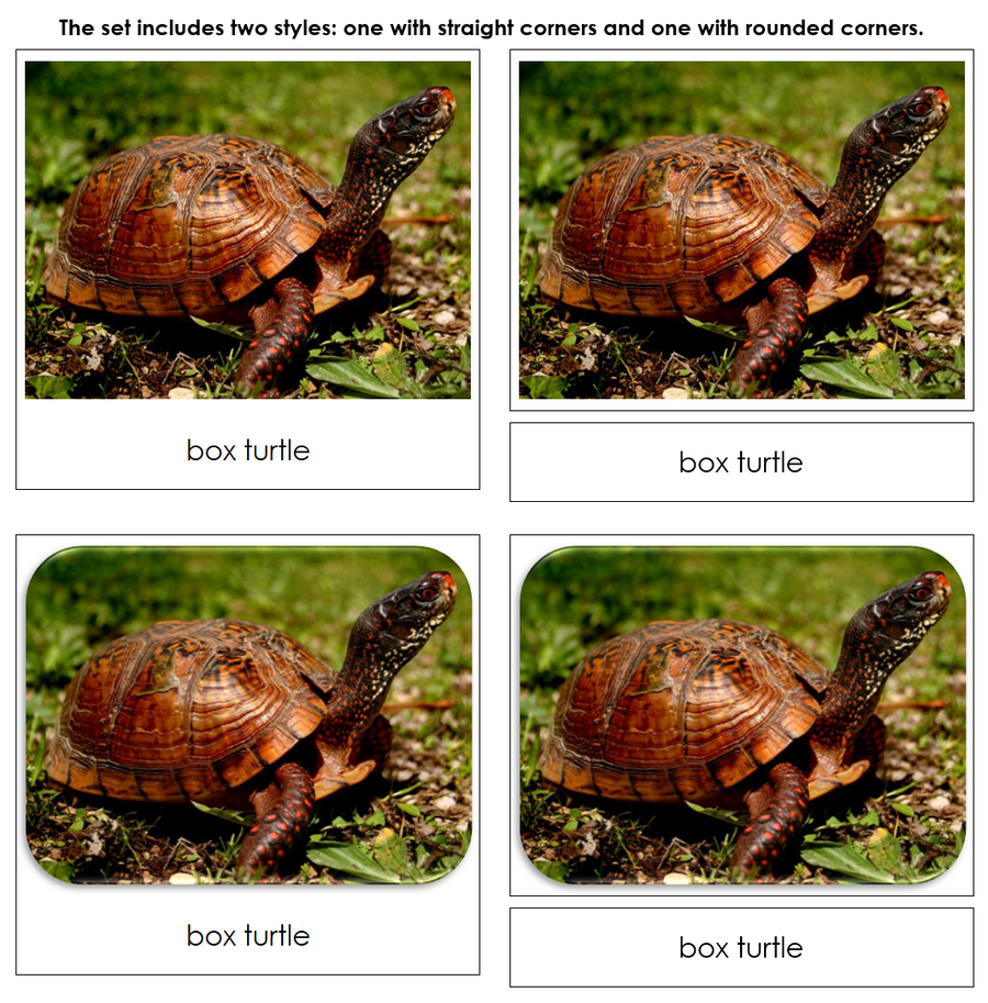Frogs & Turtles - Safari Toob Cards by Montessori Print Shop