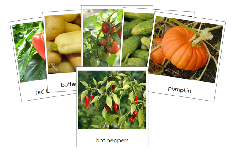 Types of Fruit Vegetables (Set 2) 3-Part Classified Cards - Montessori Print Shop Digital Download