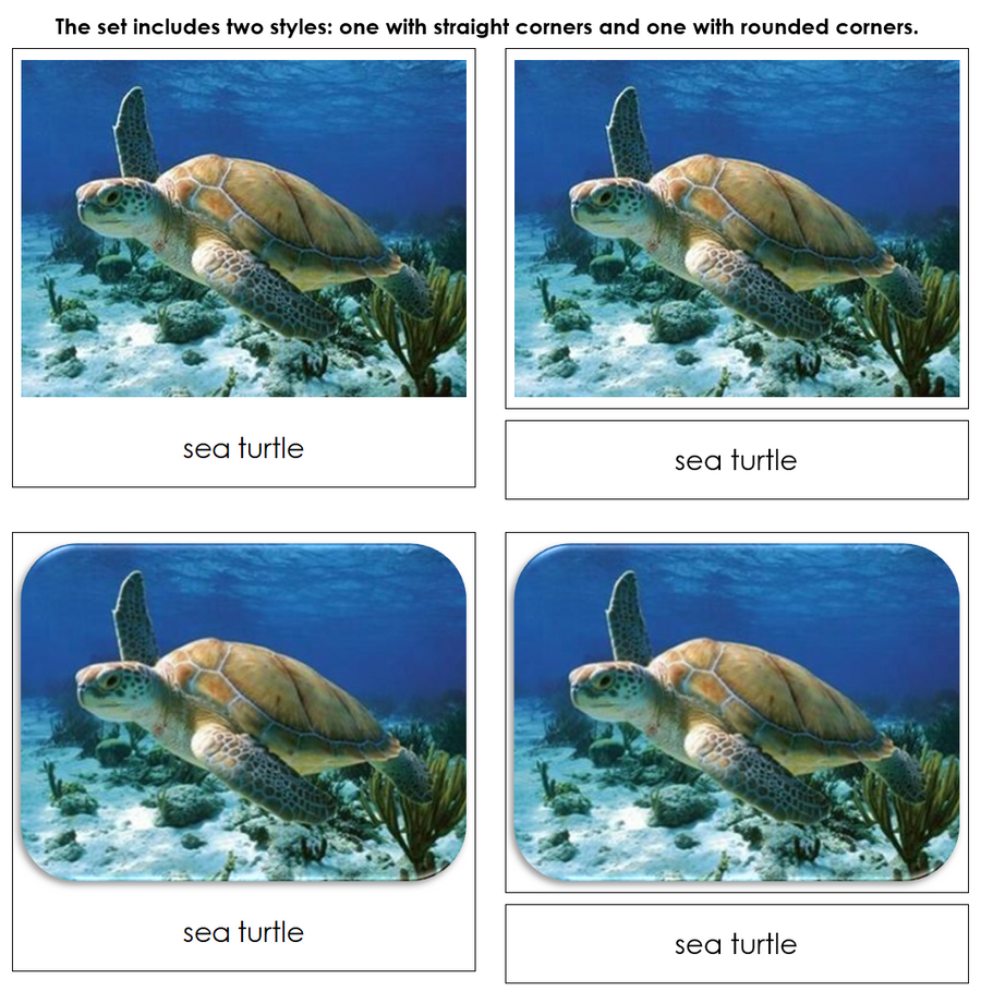 Galapagos Safari Toob Cards - Montessori Print Shop