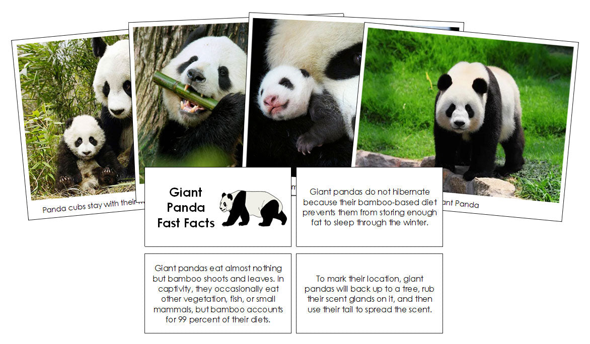 Giant Panda Fast Facts & Pictures - Montessori Digital Download ...