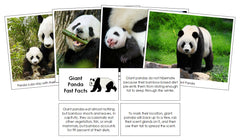 Giant Panda Fast Facts & Pictures - Montessori Digital Download