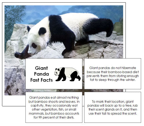 Giant Panda Fast Facts & Pictures - Montessori Print Shop