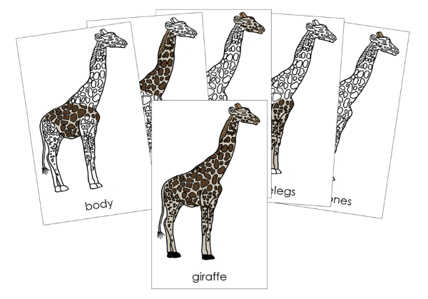 Parts of a Giraffe 3-Part Nomenclature Cards and Blackline Master by Montessori Print Shop