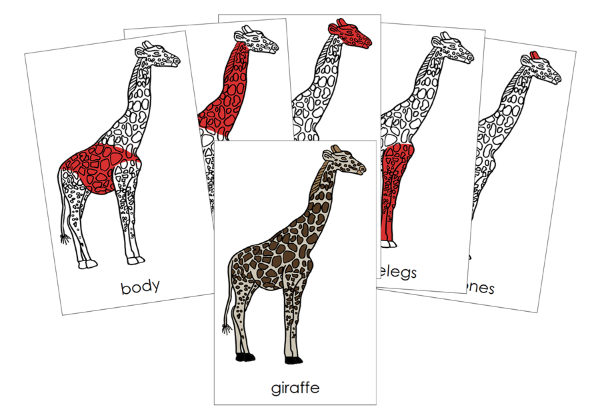 Parts of a Giraffe 3-Part Nomenclature Cards (red) and Blackline Master by Montessori Print Shop