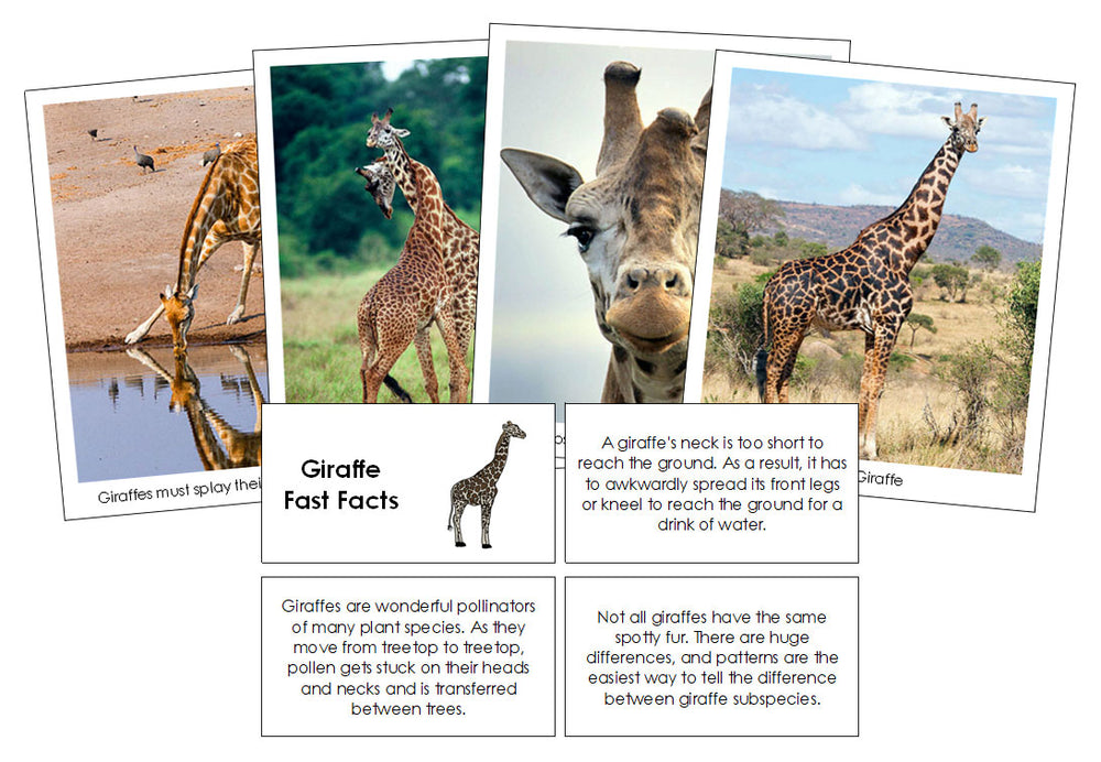 Giraffe Fast Facts & Pictures - Montessori Print Shop Digital Download