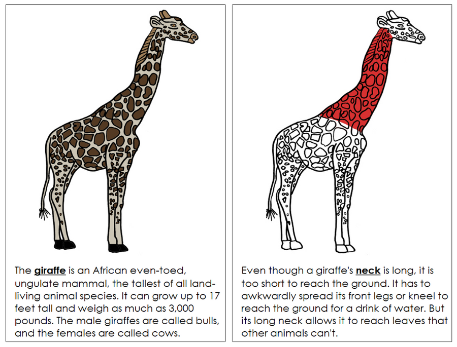 Parts of a Giraffe Nomenclature Book (red) - Montessori Print Shop Digital Download