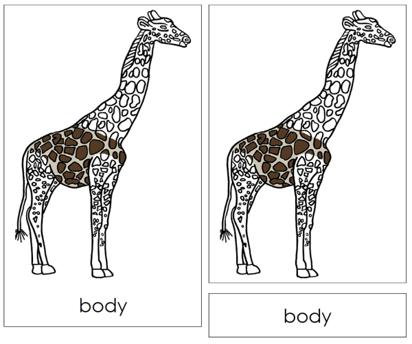 Parts of a Giraffe 3-Part Nomenclature Cards and Blackline Master by Montessori Print Shop