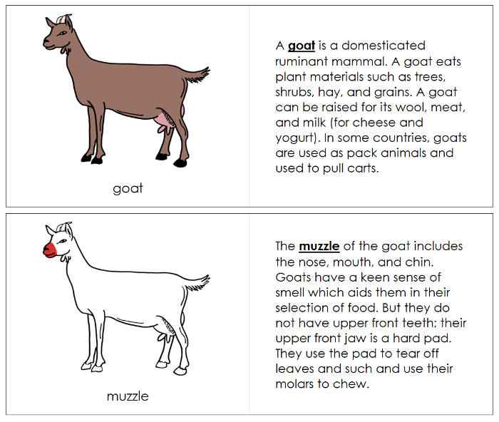 Parts of a Goat Nomenclature Book (red) - Montessori Print Shop Digital Download