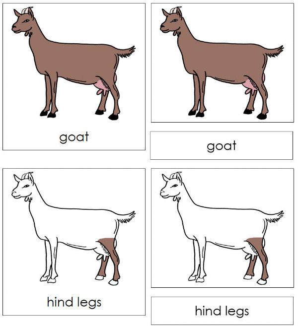 Parts of a Goat 3-Part Nomenclature Cards by Montessori Print Shop
