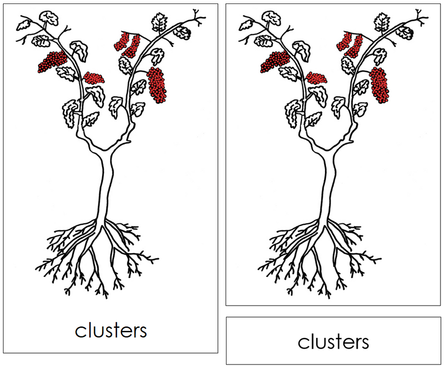 Grapevine Nomenclature 3-Part Cards (red) and Blackline Master - Montessori Print Shop Digital Download