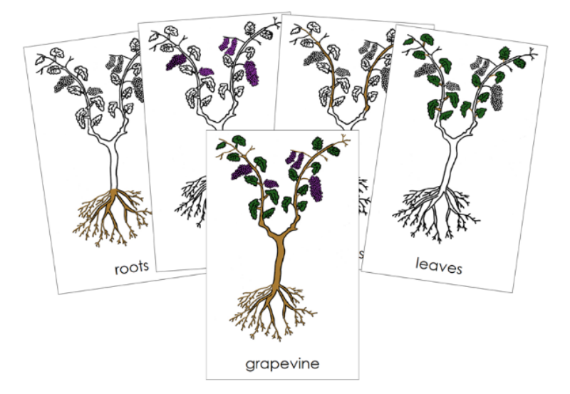 Grapevine Nomenclature 3-Part Cards and Blackline Master - Montessori Print Shop Digital Download