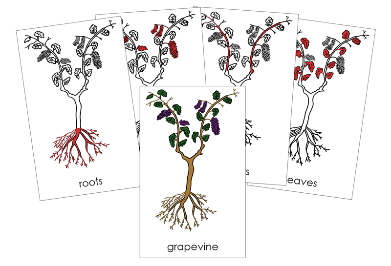 Grapevine Nomenclature 3-Part Cards (red) and Blackline Master - Montessori Print Shop Digital Download