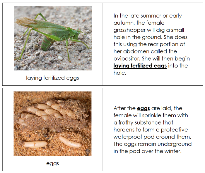 Grasshopper Life Cycle Book - Montessori Print Shop Digital Download