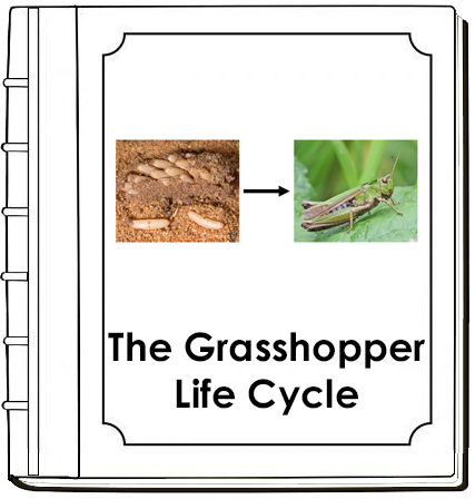 Grasshopper Life Cycle Book - Montessori Print Shop Digital Download