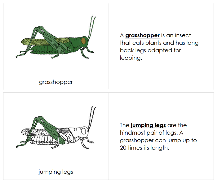 Parts of a Grasshopper Nomenclature Book - Montessori Print Shop Digital Download