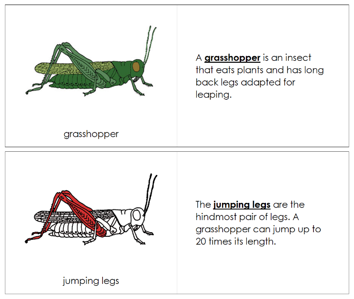 Parts of a Grasshopper Nomenclature Book (red) - Montessori Print Shop Digital Download