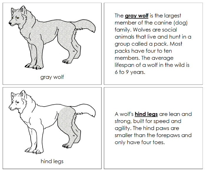 Parts of a Gray Wolf Nomenclature Book - Montessori Print Shop Digital Download