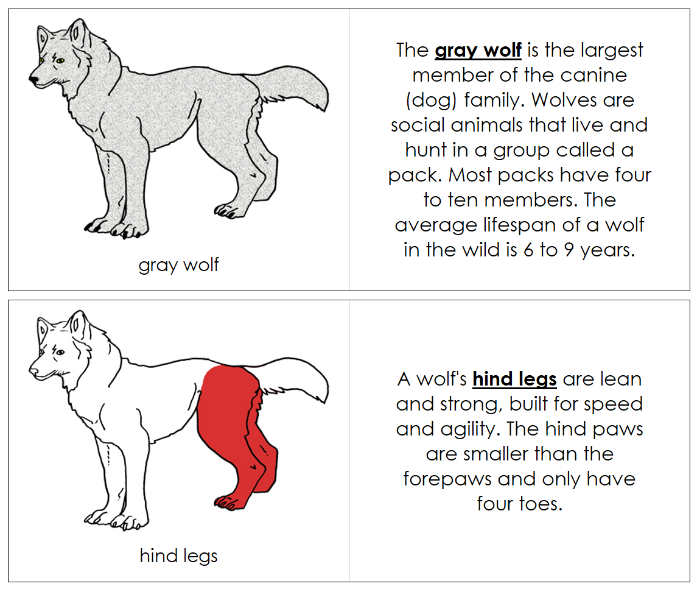 Parts of a Gray Wolf Nomenclature Book (red) - Montessori Print Shop Digital Download