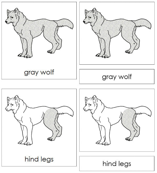Parts of a Gray Wolf 3-Part Nomenclature Cards by Montessori Print Shop