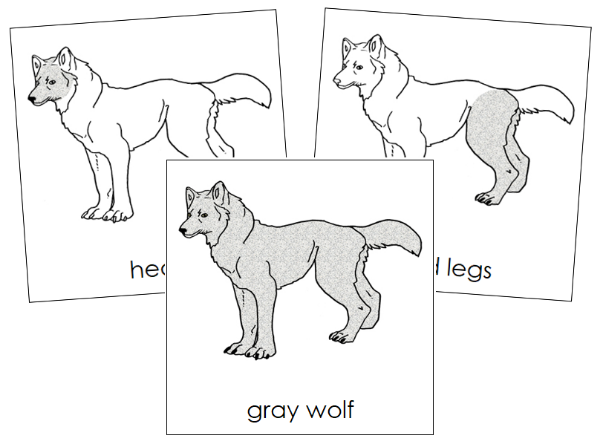 Parts of a Gray Wolf 3-Part Nomenclature Cards by Montessori Print Shop