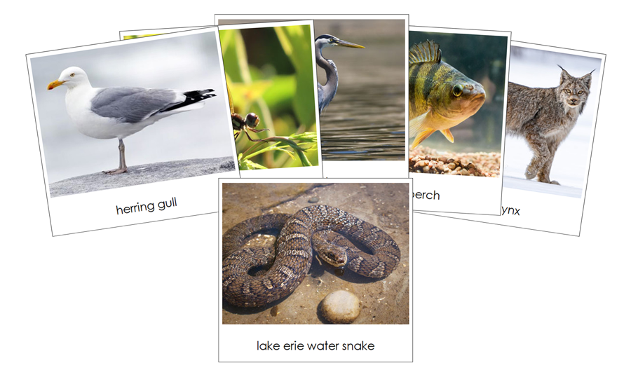 Great Lakes Safari TOOB Cards - Montessori Print Shop