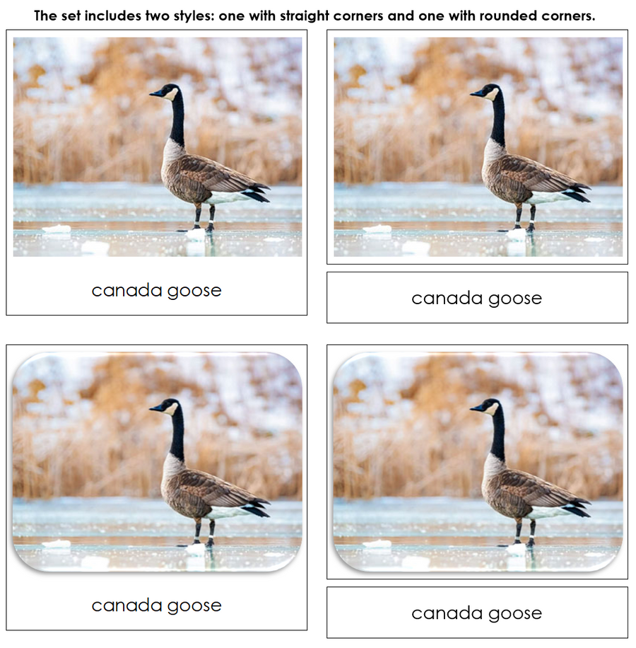 Great Lakes Safari TOOB Cards - Montessori Print Shop