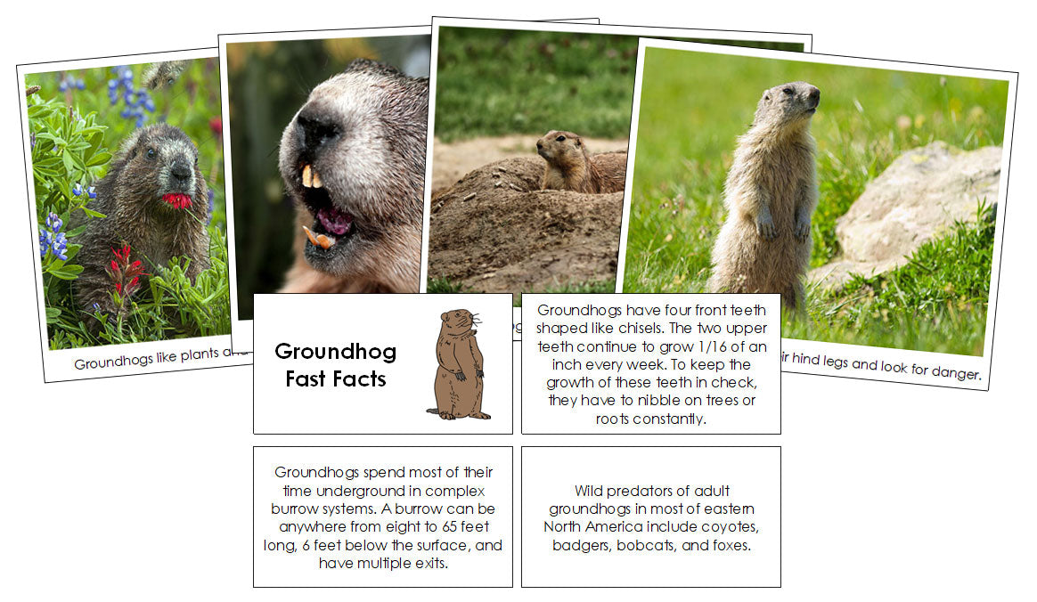 Groundhog Fast Facts Pic2 groundhog fast facts & pictures - montessori print shop