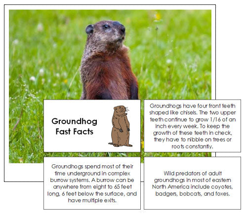 Groundhog Fast Facts & Pictures - Montessori Print Shop