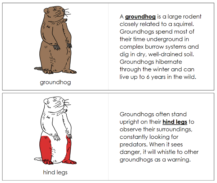 Parts of a Groundhog Nomenclature Book (red) - Montessori Print Shop Digital Download