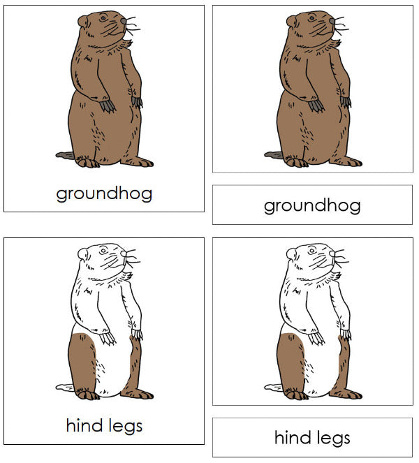 Parts of a Groundhog 3-Part Nomenclature  Cards by Montessori Print Shop