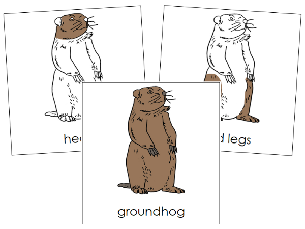 Parts of a Groundhog 3-Part Nomenclature  Cards by Montessori Print Shop