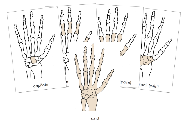 Hand Bones Nomenclature Cards by Montessori Print Shop