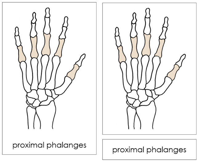 Hand Bones Nomenclature Cards by Montessori Print Shop