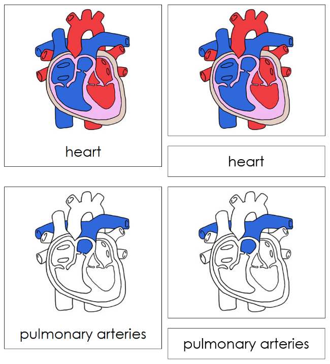 Parts of a Human Heart Nomenclature Cards - Montessori Print Shop Digital Download