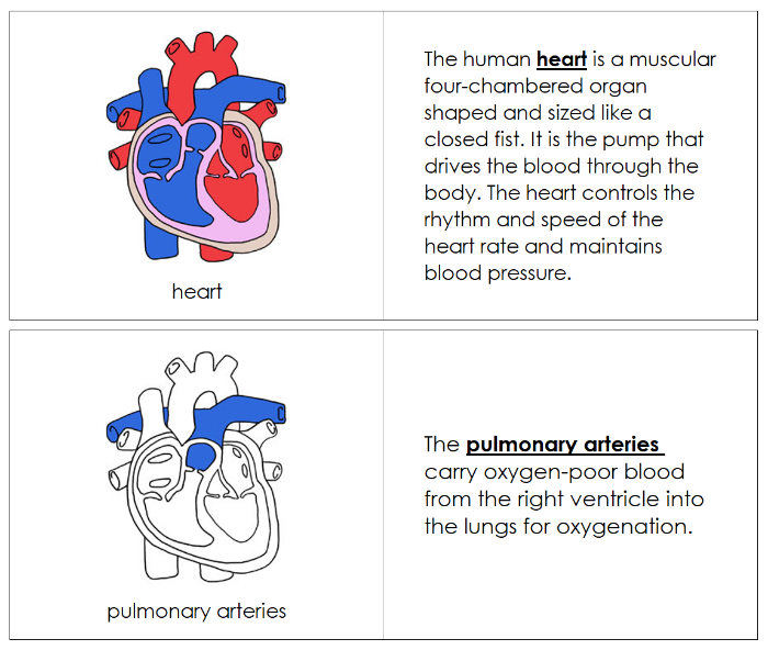 Human Heart Nomenclature Book - Montessori Print Shop Digital Download