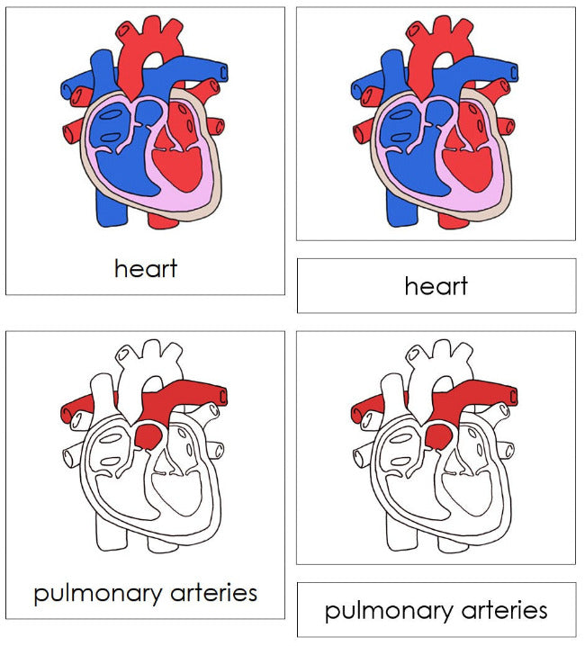 Parts of a Human Heart Nomenclature Cards - Montessori Print Shop Digital Download
