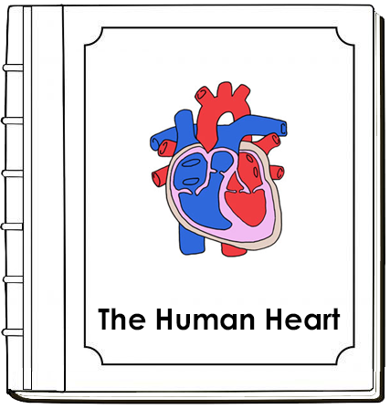 Human Heart Nomenclature Book - Montessori Print Shop Digital Download