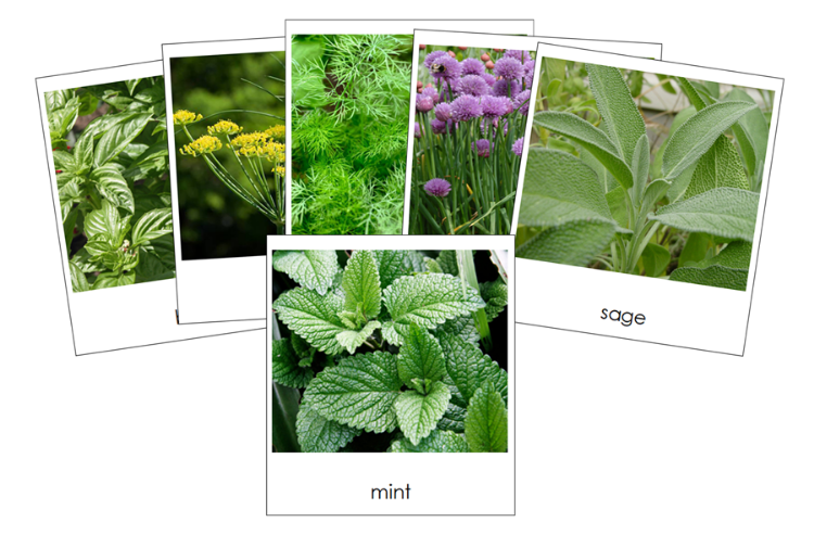 Types of Herbs 3-Part Classified Cards - Montessori Print Shop Digital Download