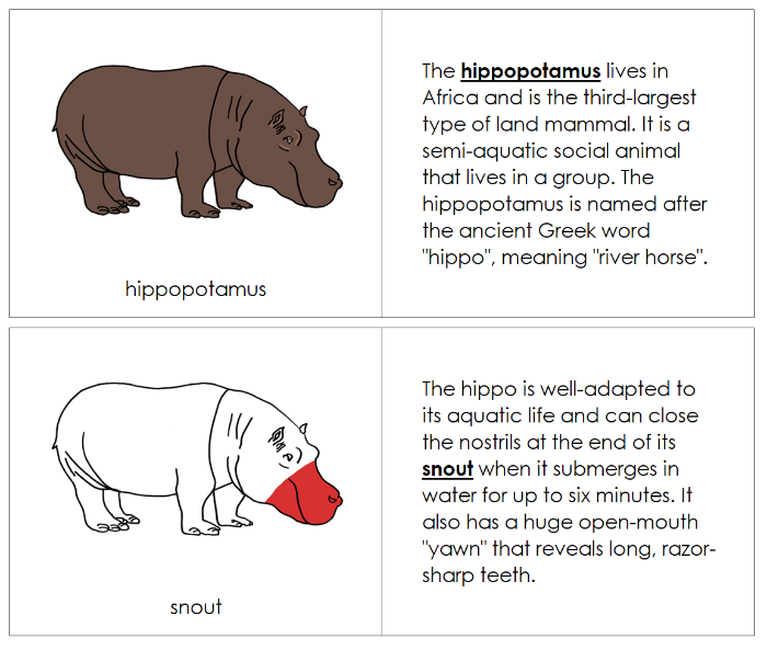 Parts of a Hippopotamus Nomenclature Book (red) - Montessori Print Shop Digital Download