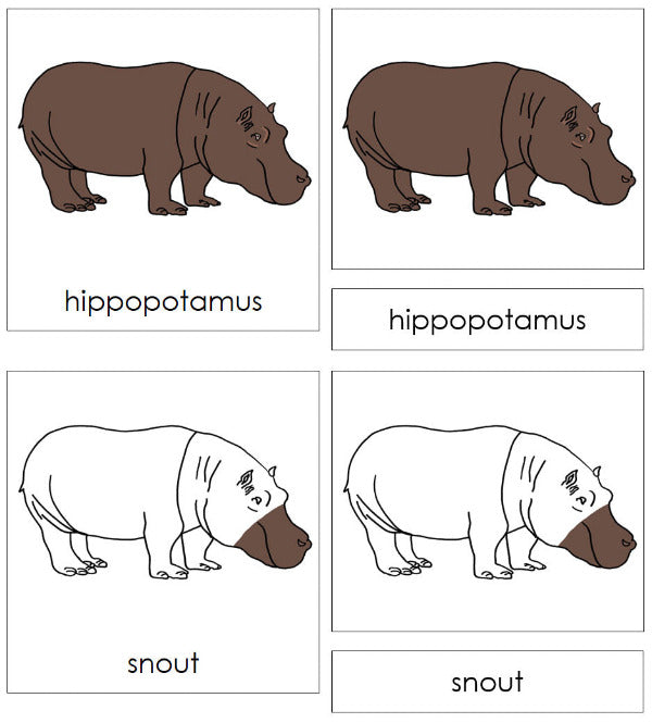 Parts of a Hippopotamus 3-Part Nomenclature Cards by Montessori Print Shop