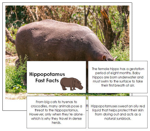 Hippopotamus Fast Facts & Pictures - Montessori Print Shop