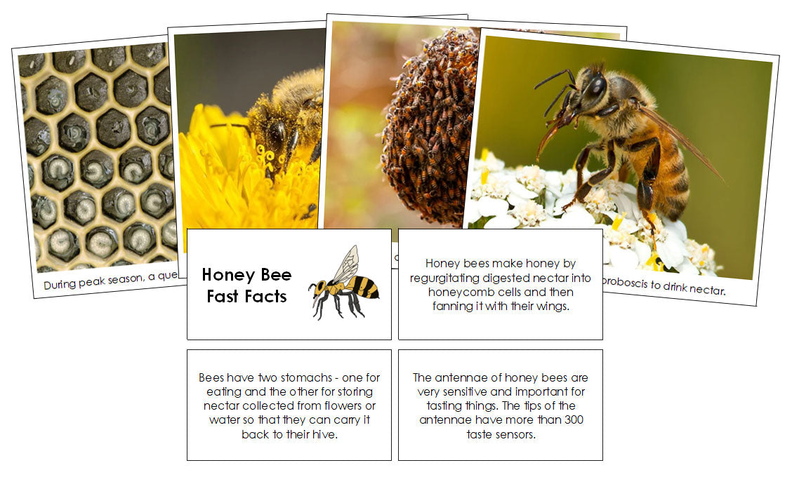 Honebee Fact File Honey Bee Fast Facts & Pictures - Montessori Print Shop Digital Download
