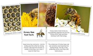 Honey Bee Fast Facts & Pictures by Montessori Print Shop