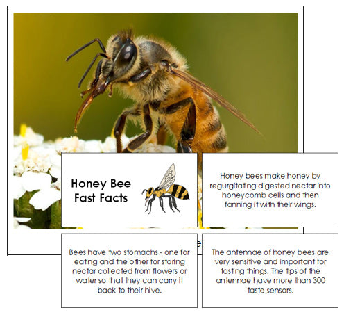 Honebee Fact File Honey Bee Fast Fact Cards - Montessori Print Shop