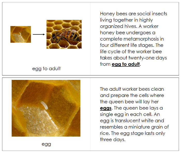 Honey Bee Life Cycle Book - Montessori Print Shop Digital Download
